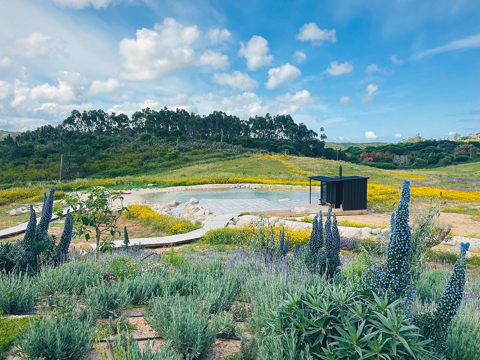 Jardim de massarocos e alfazema sobre uma piscina biológica e um prado florido, projetado e construído pela Raízes