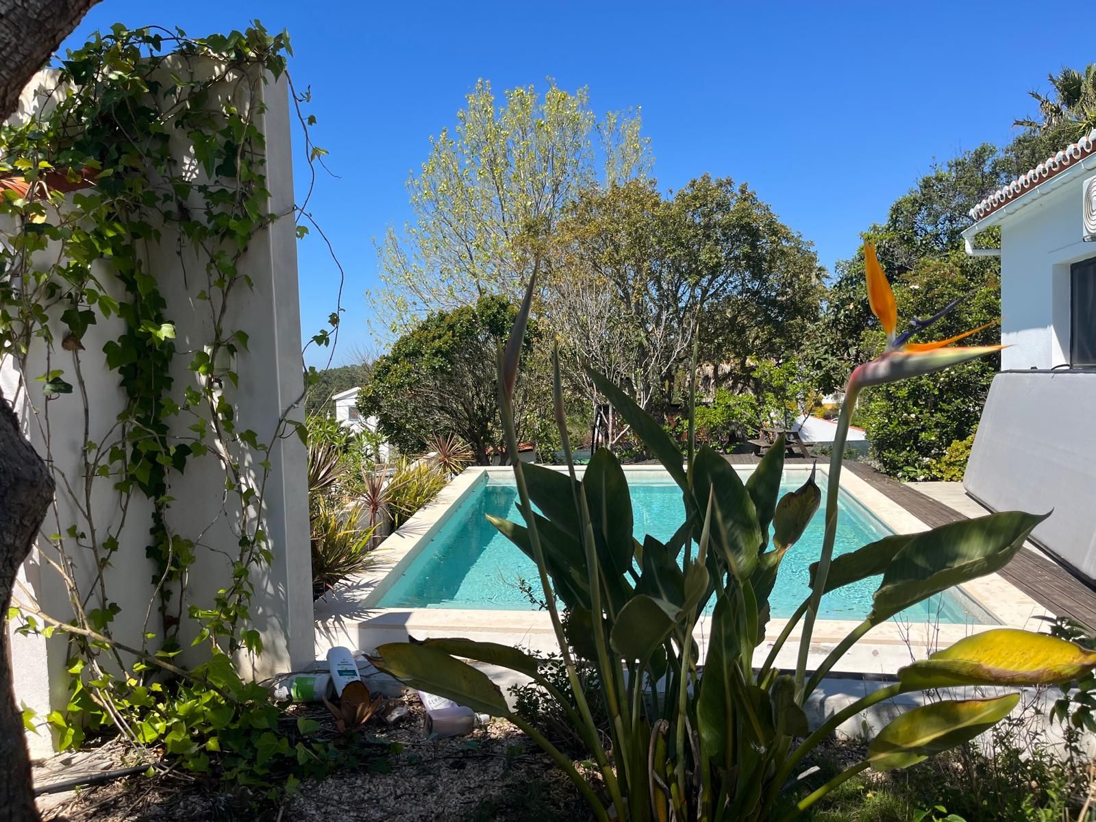 Jardim da piscina com estrelícia e hera